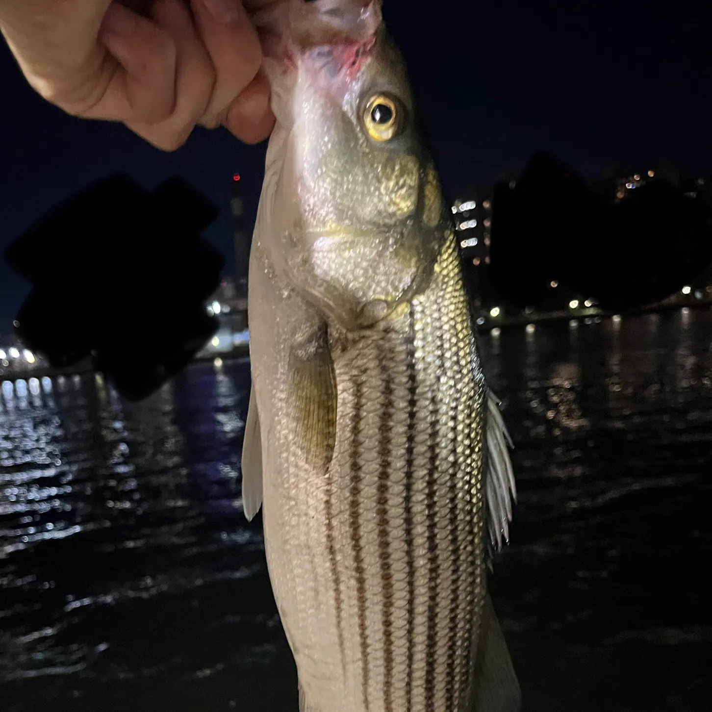 Striped bass caught on Fishbrain
