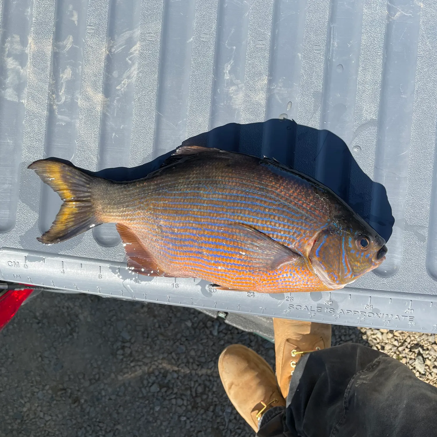The most recent Striped seaperch catches on Fishbrain