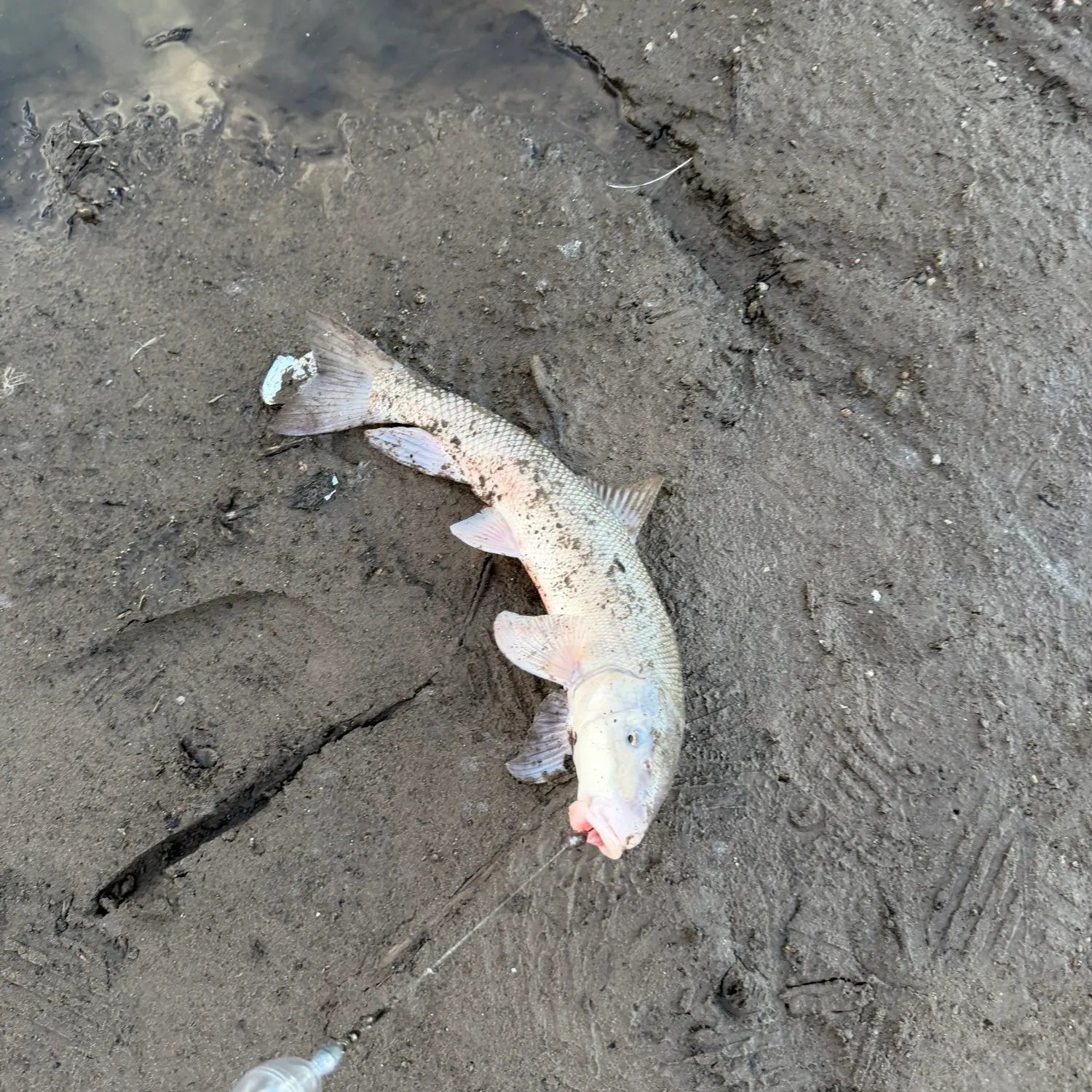 The most recent Utah sucker catches on Fishbrain