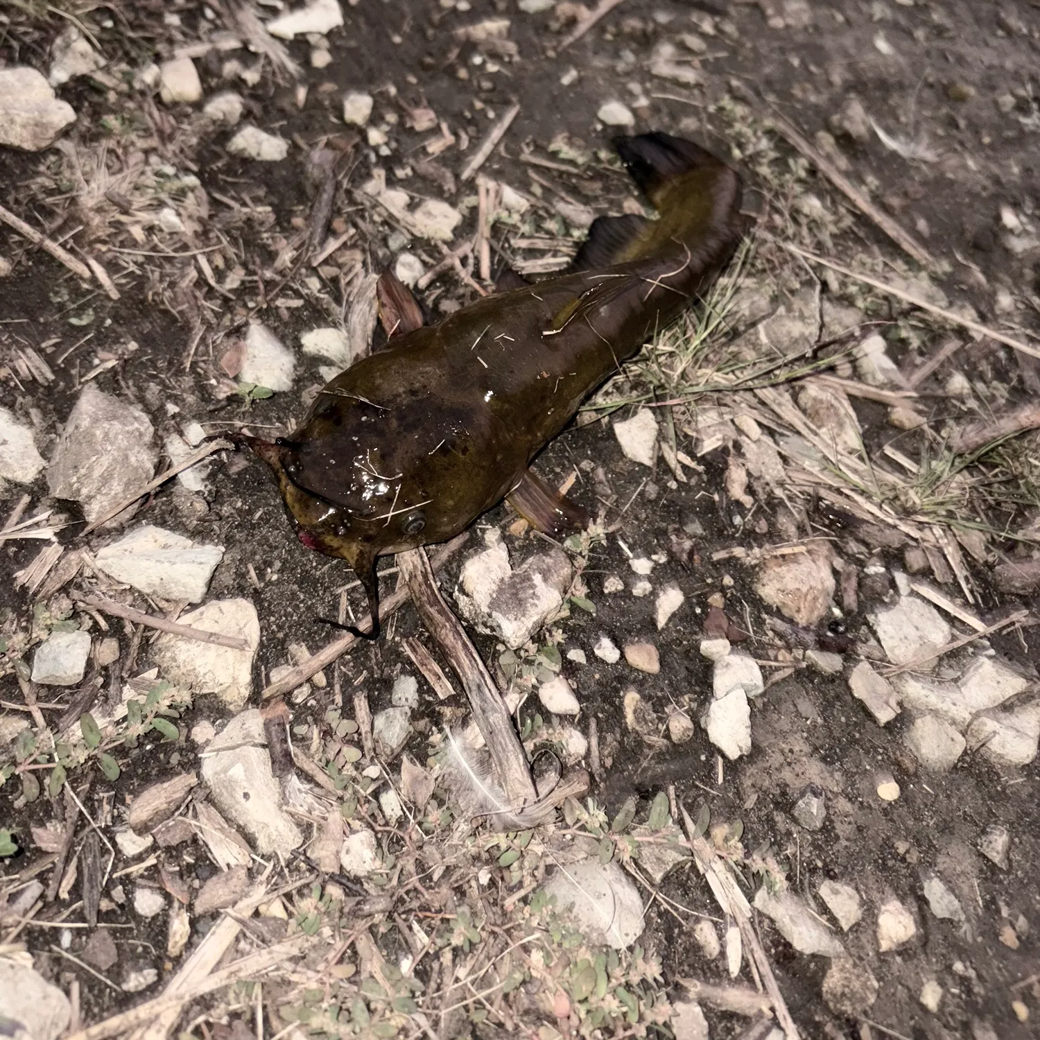 Yellow bullhead caught on Fishbrain