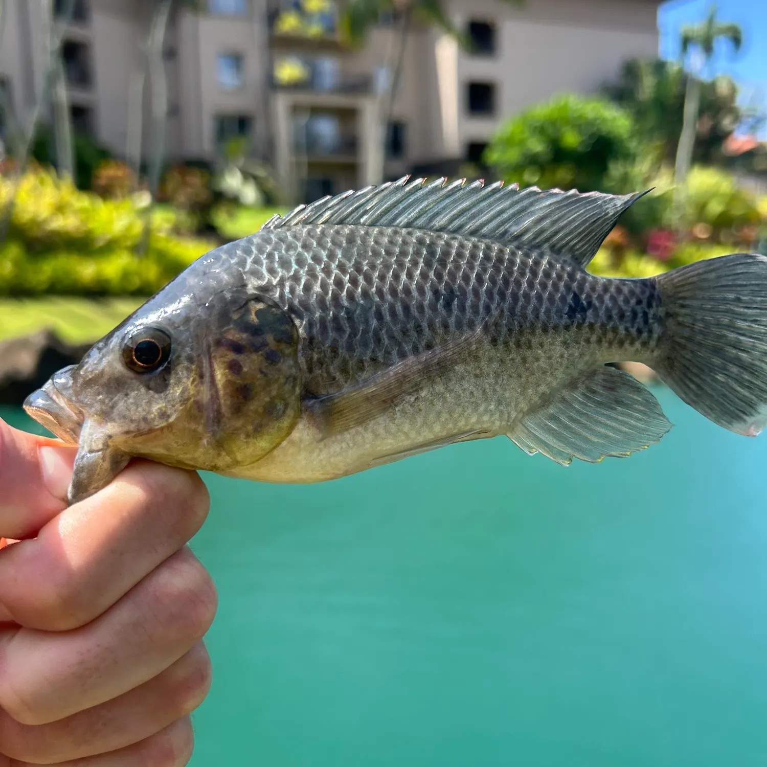 The most recent Mozambique tilapia catches on Fishbrain