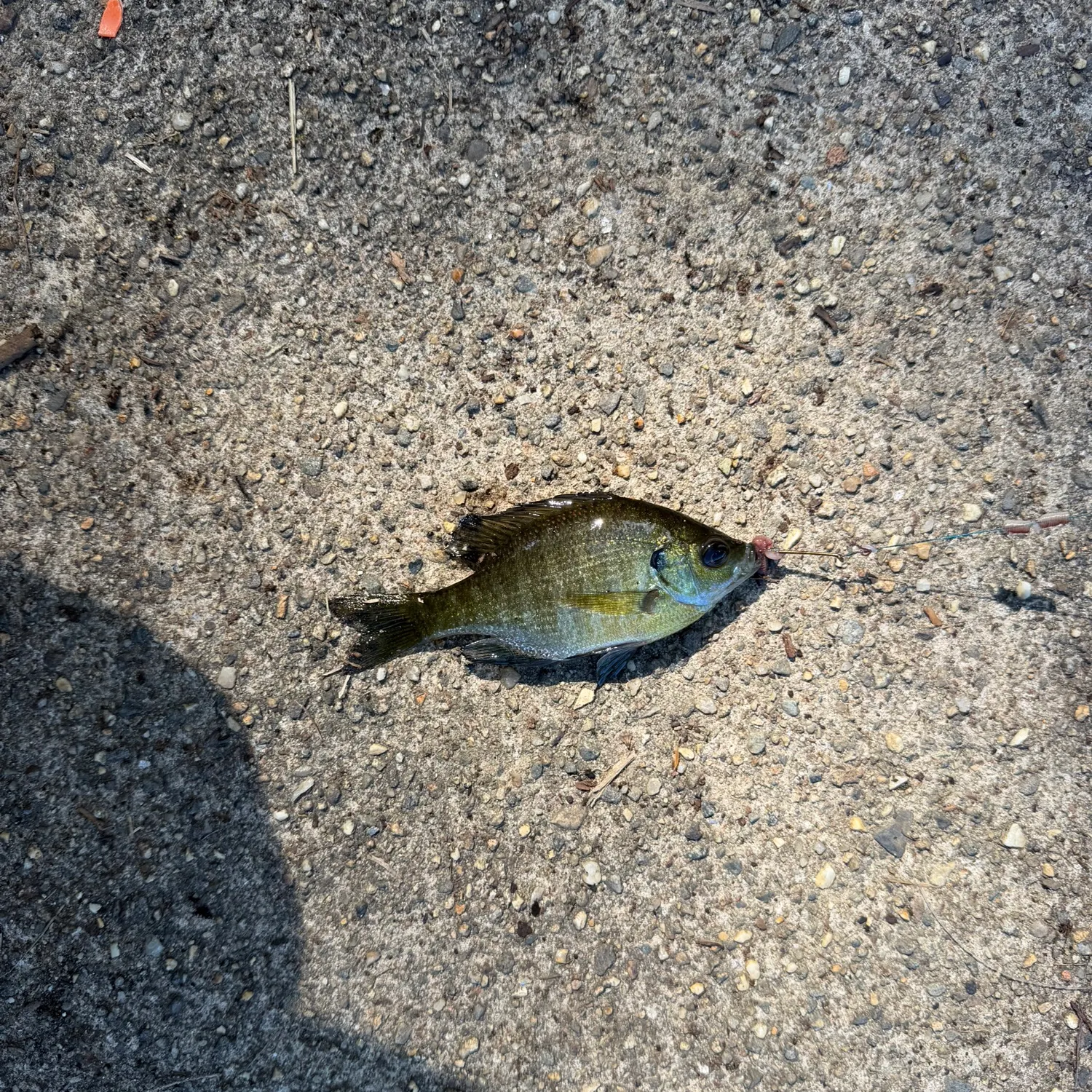 Bluegill caught on Fishbrain