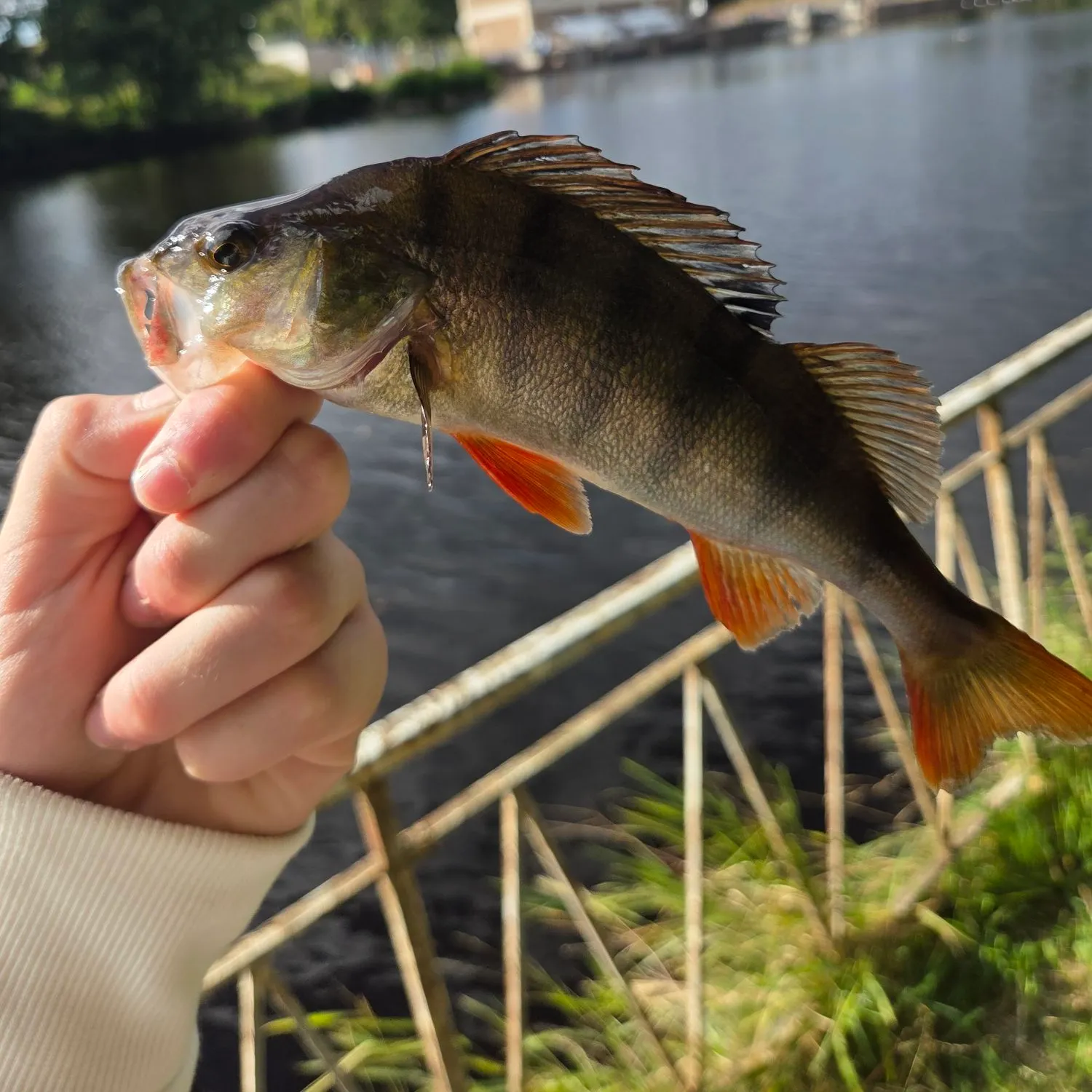 European perch caught on Fishbrain