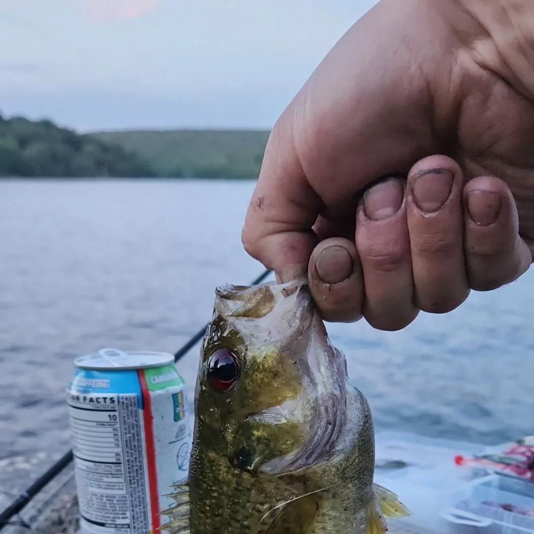 Rock bass caught on Fishbrain