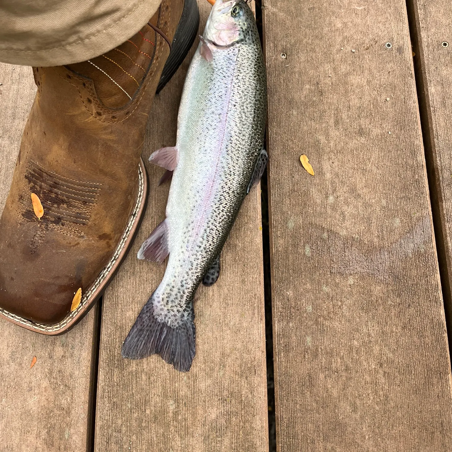 recently logged catches