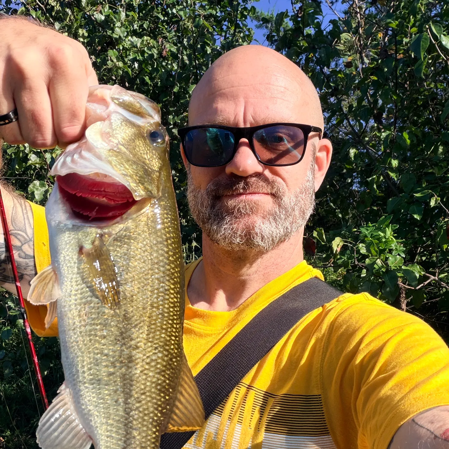 Largemouth bass caught on Fishbrain