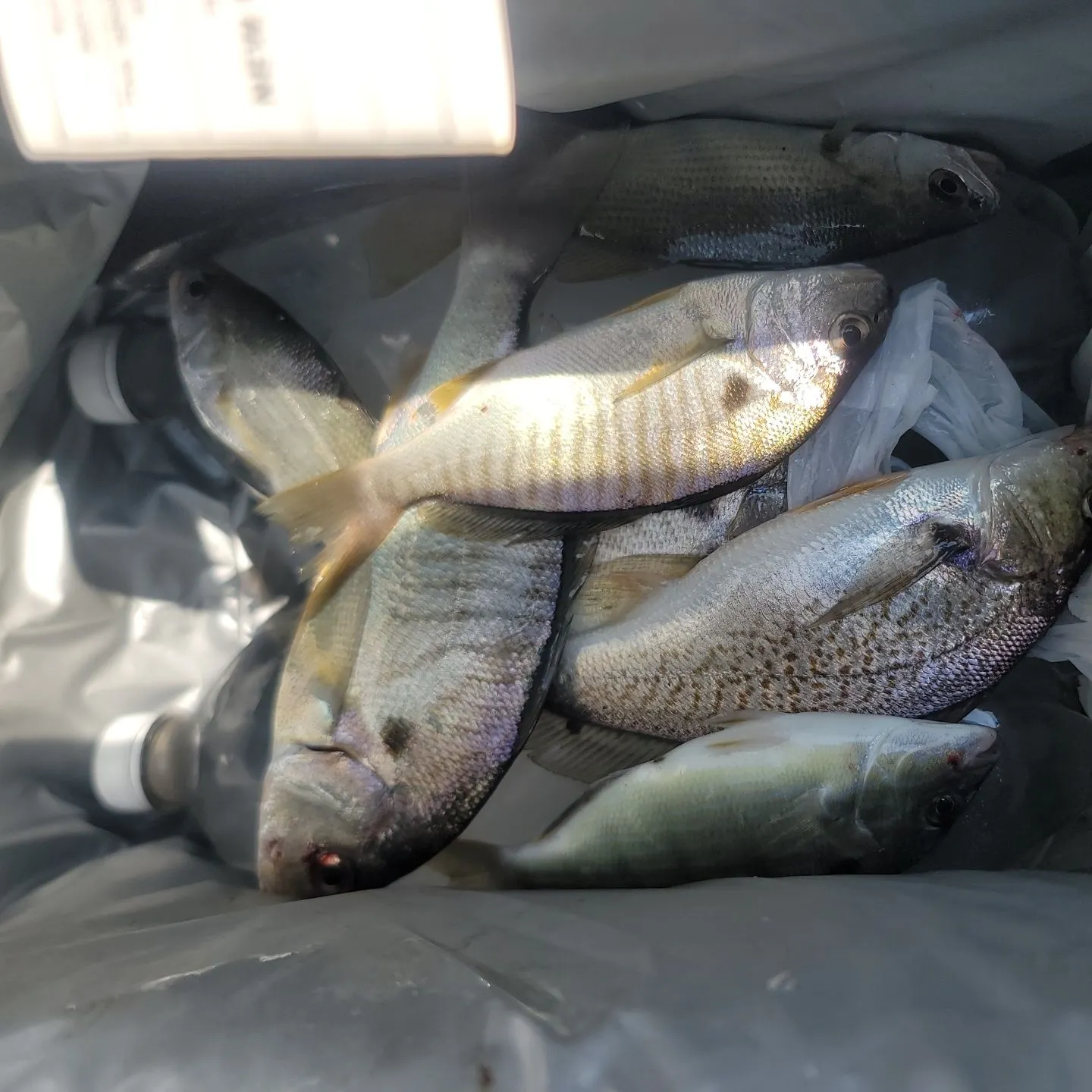 Spot croaker caught on Fishbrain