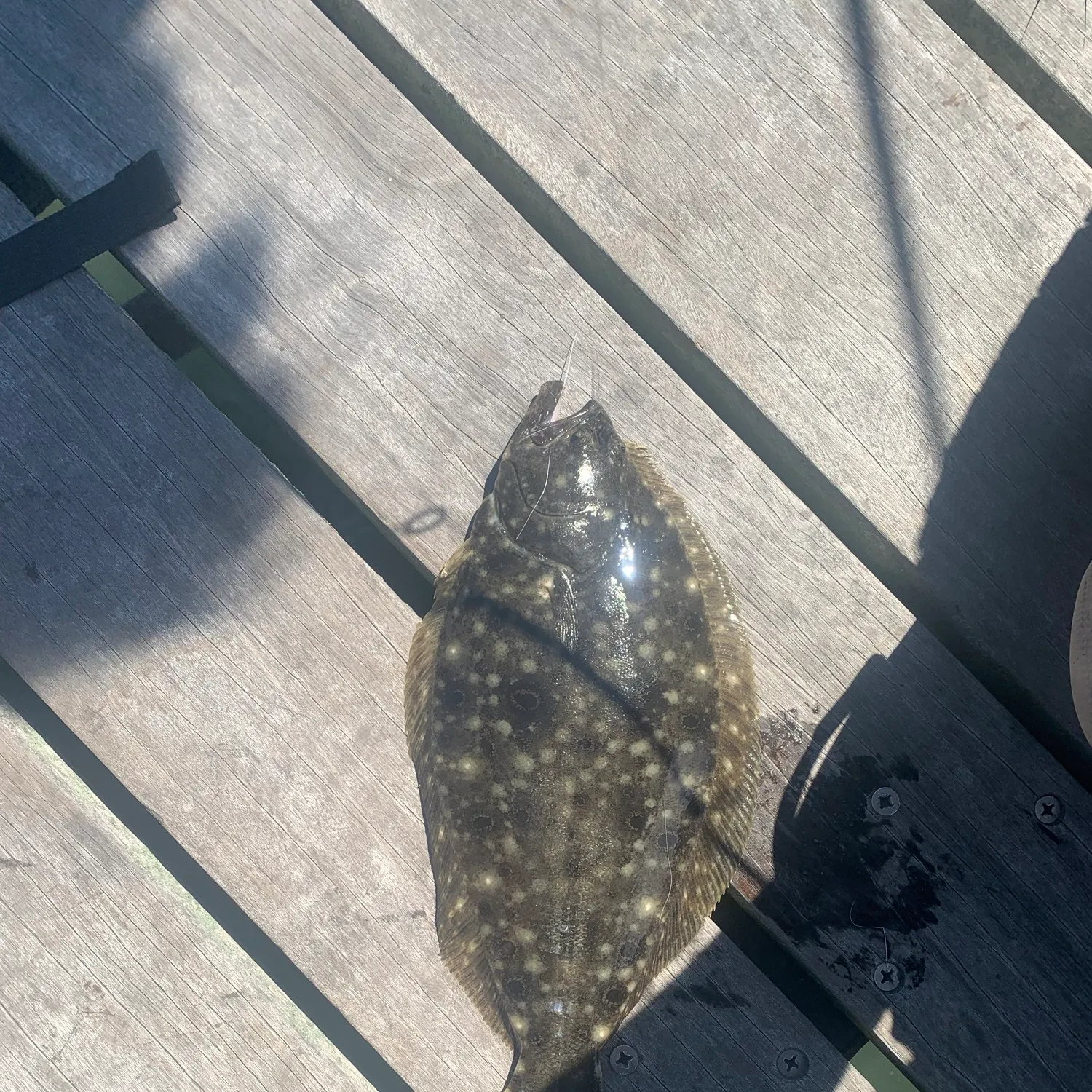 Summer flounder caught on Fishbrain