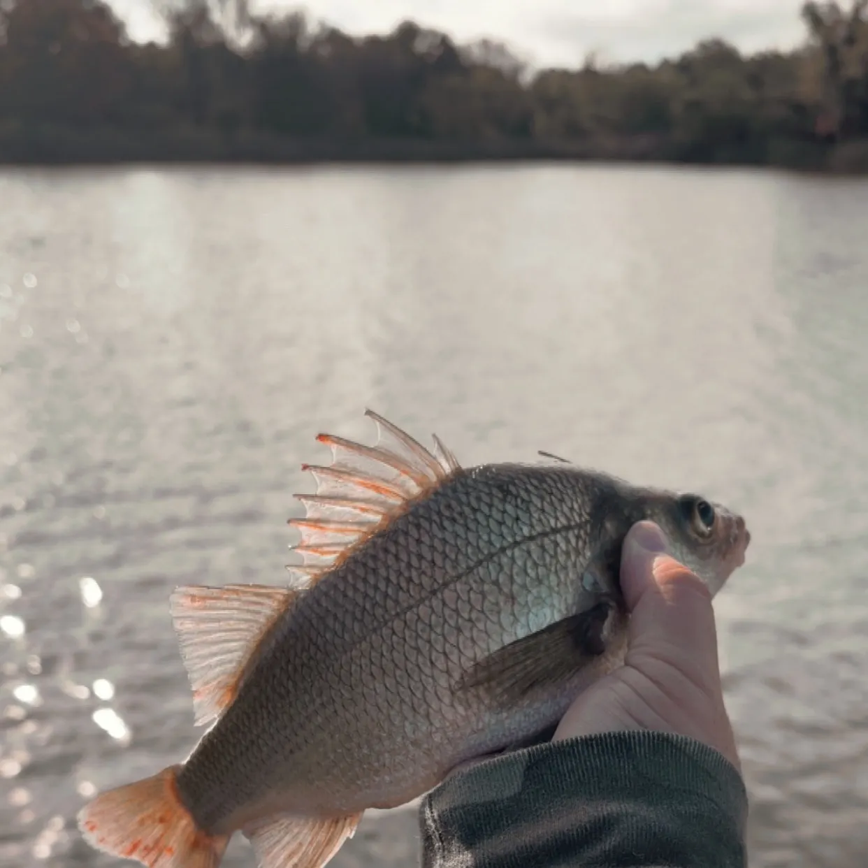 White perch caught on Fishbrain