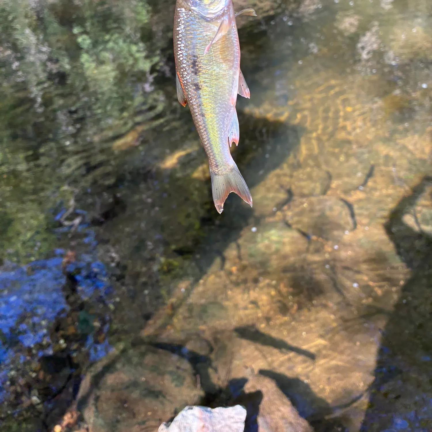 Creek chub caught on Fishbrain