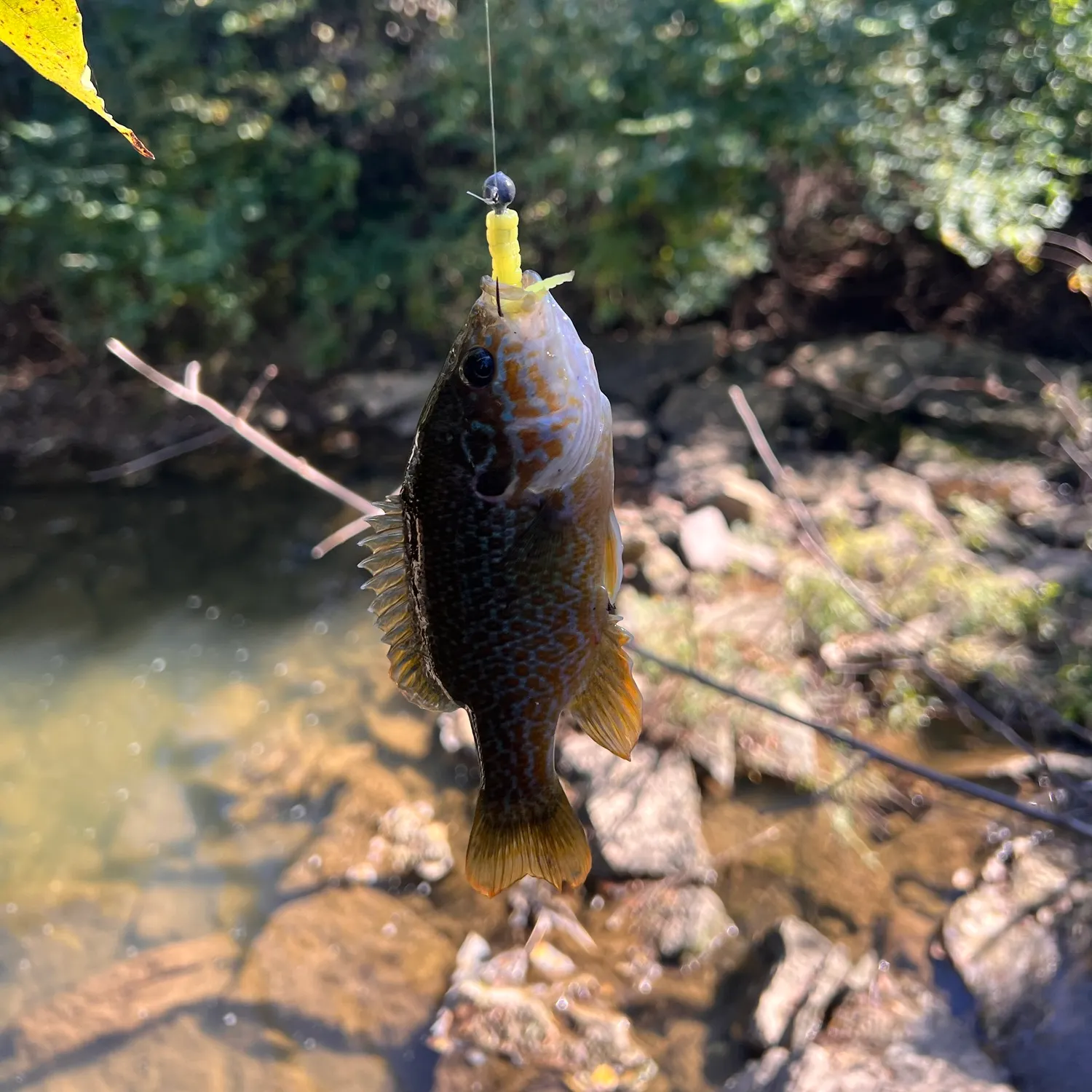 Green sunfish caught on Fishbrain