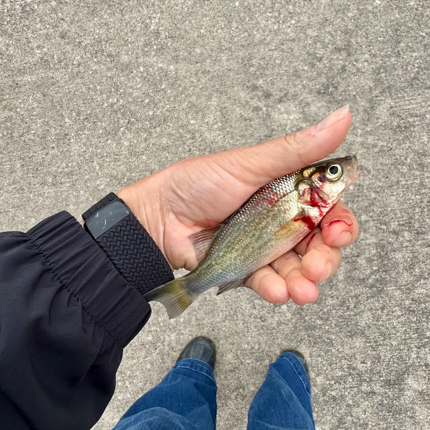catch