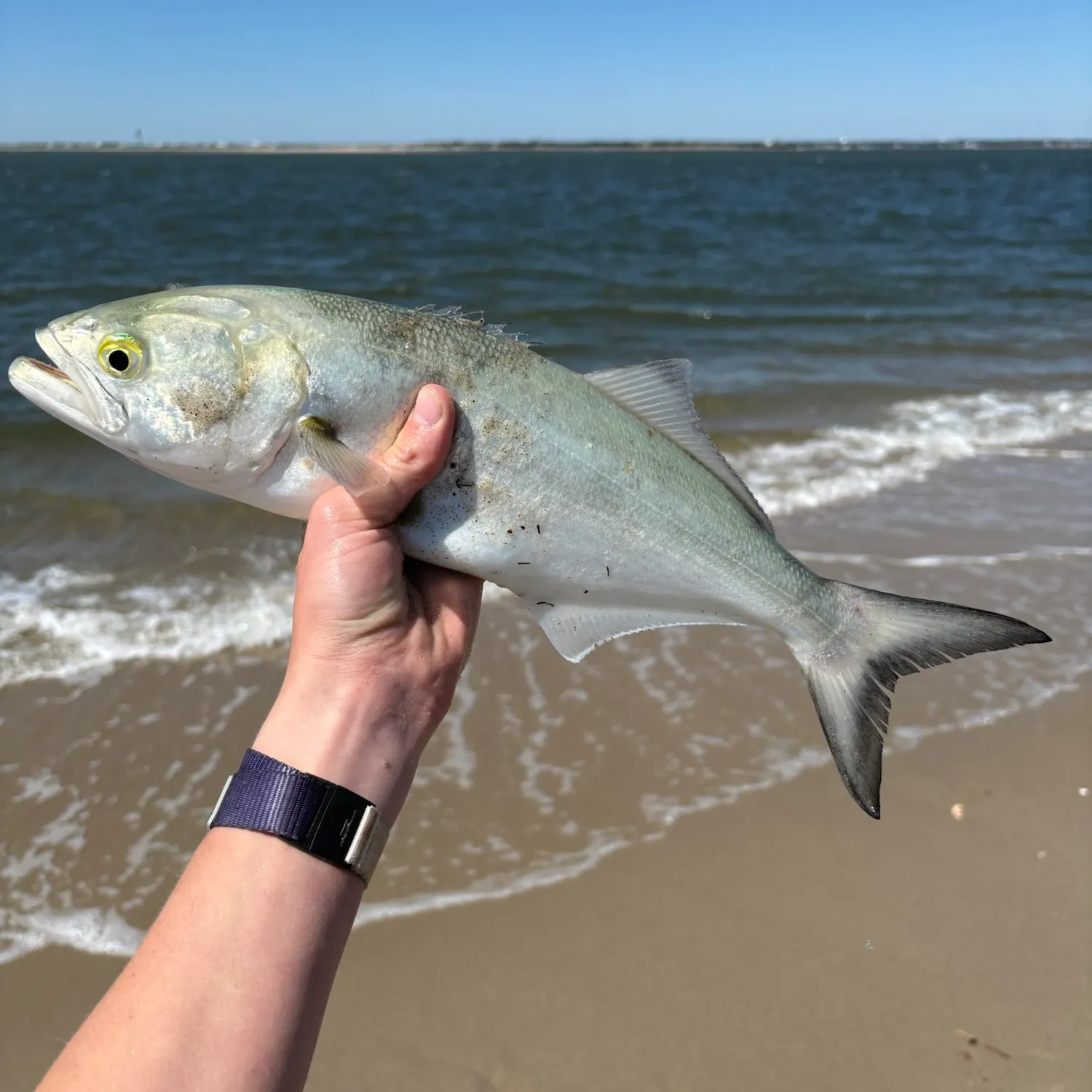 Bluefish caught on Fishbrain