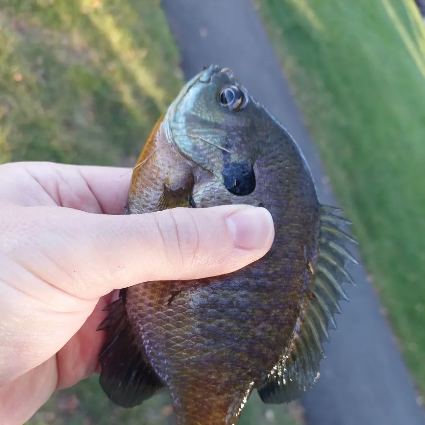 Bluegill caught on Fishbrain