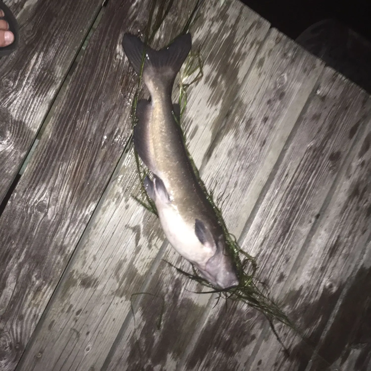 angler catch