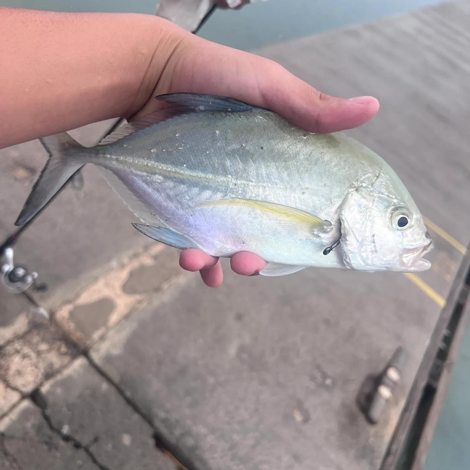 Fish caught on Fishbrain