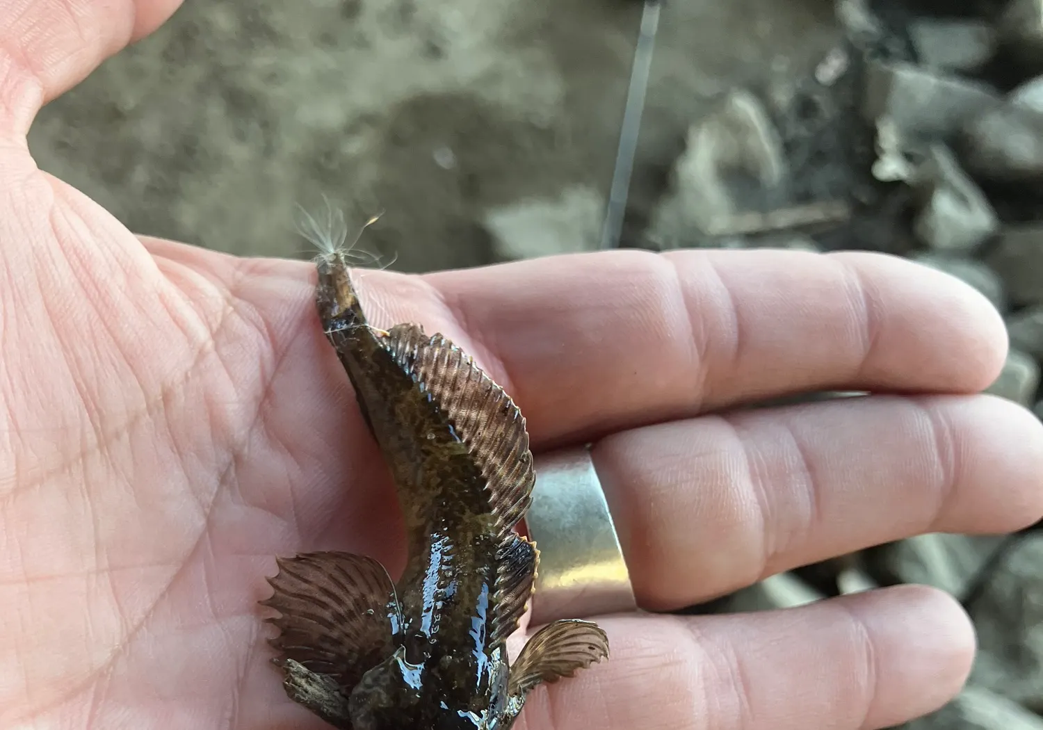 Longspined bullhead