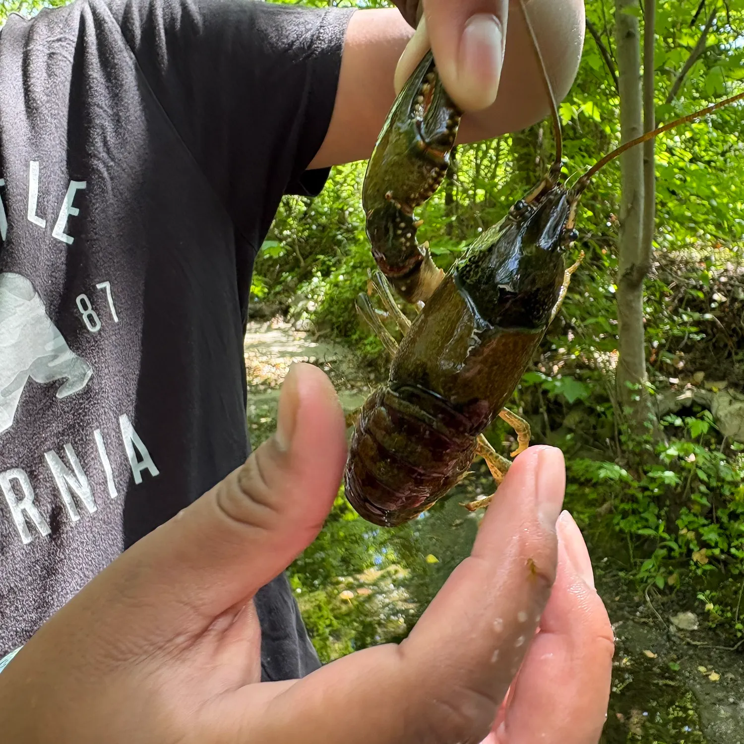 The most recent Signal crayfish catches on Fishbrain