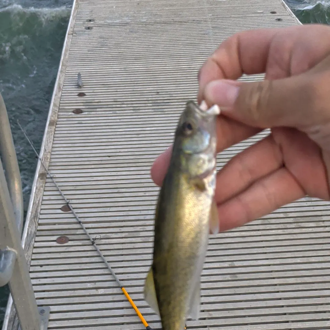 Walleye caught on Fishbrain