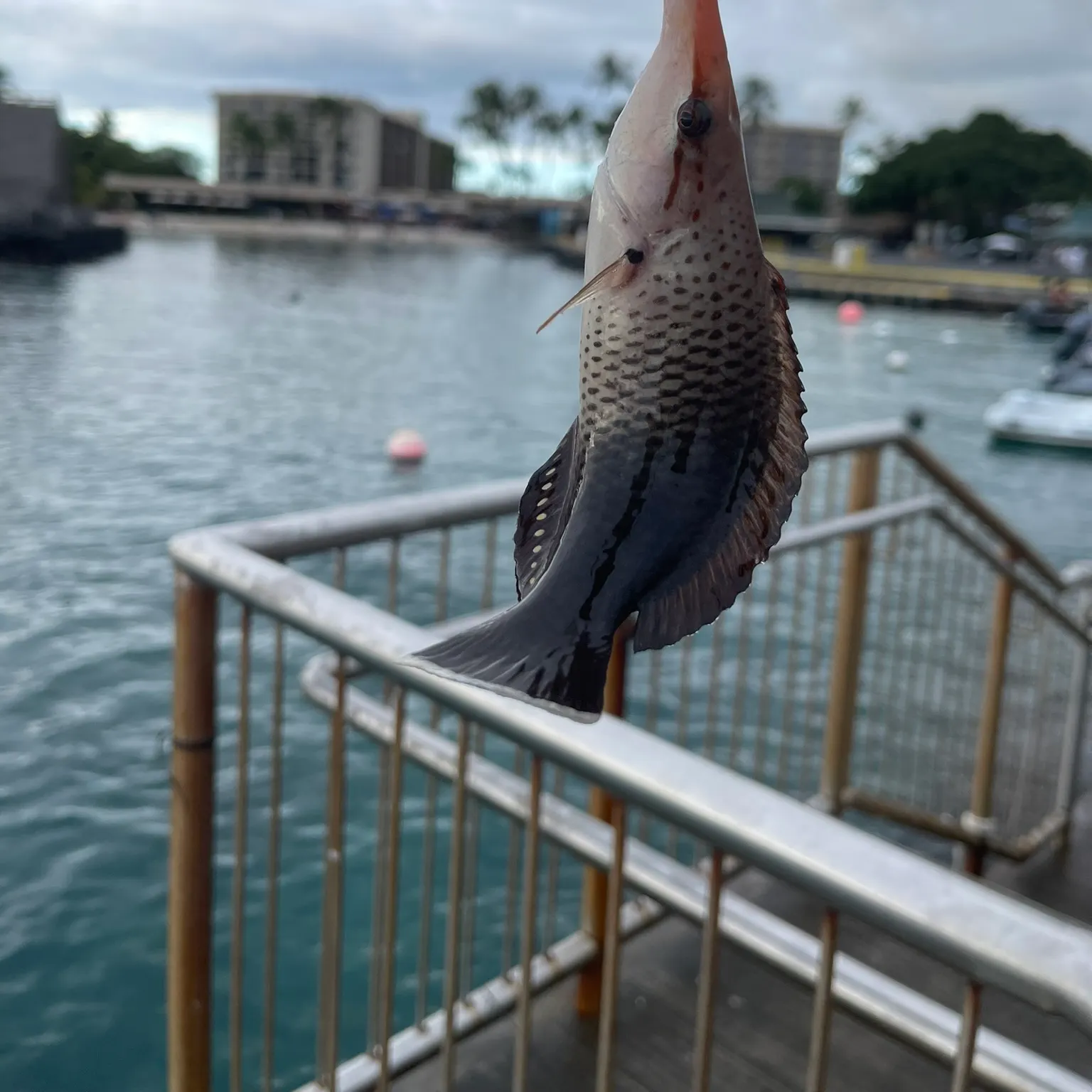 The most recent Bird wrasse catches on Fishbrain