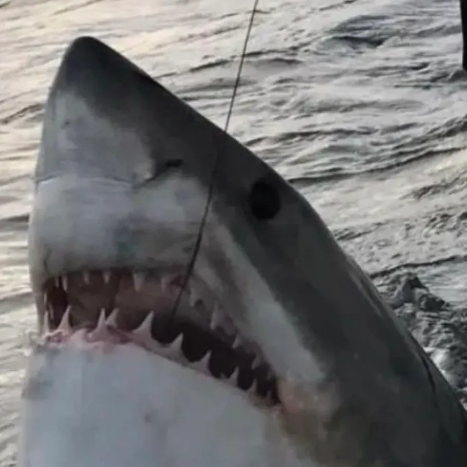 Great white shark caught on Fishbrain