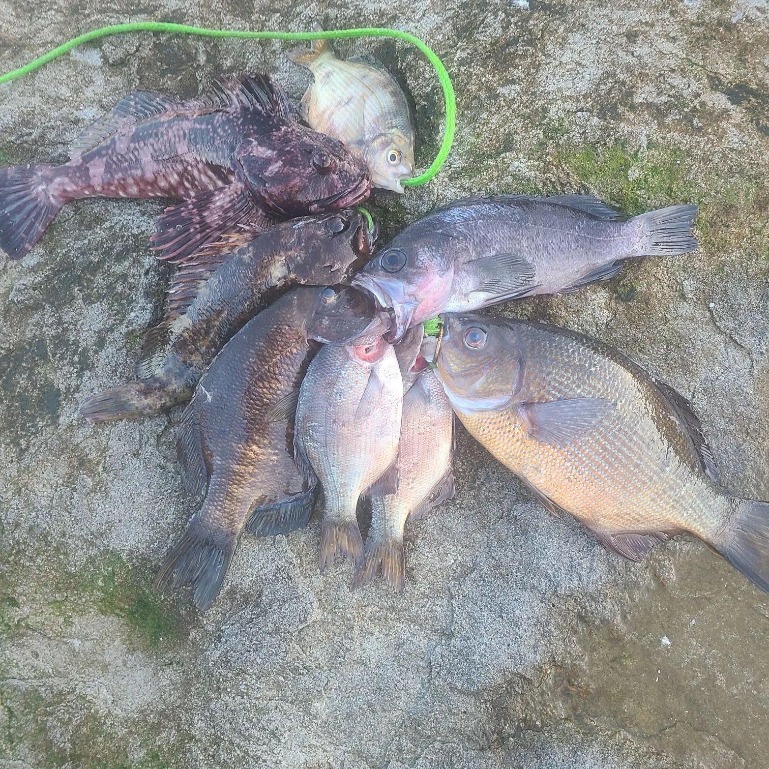recently logged catches