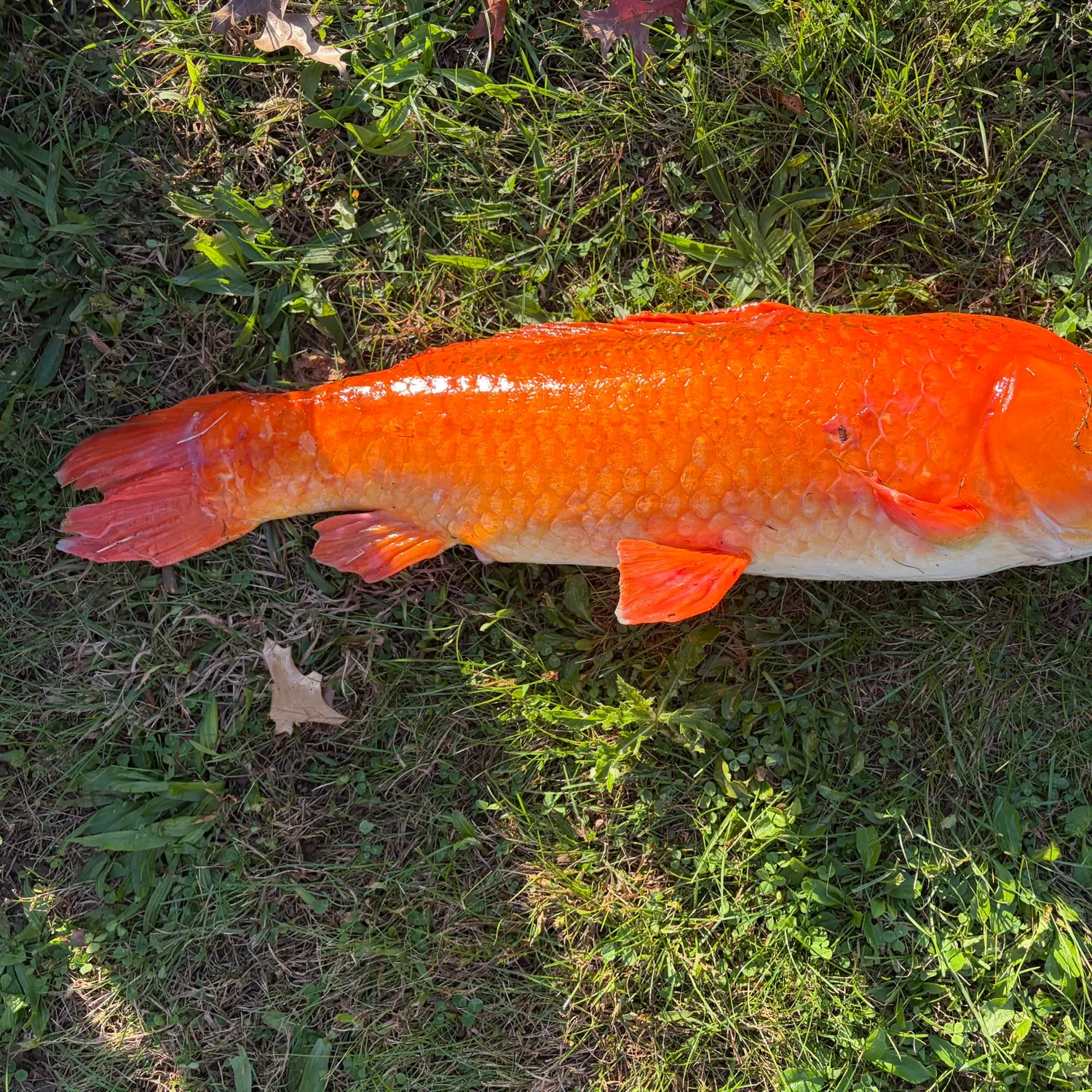 Koi carp caught on Fishbrain