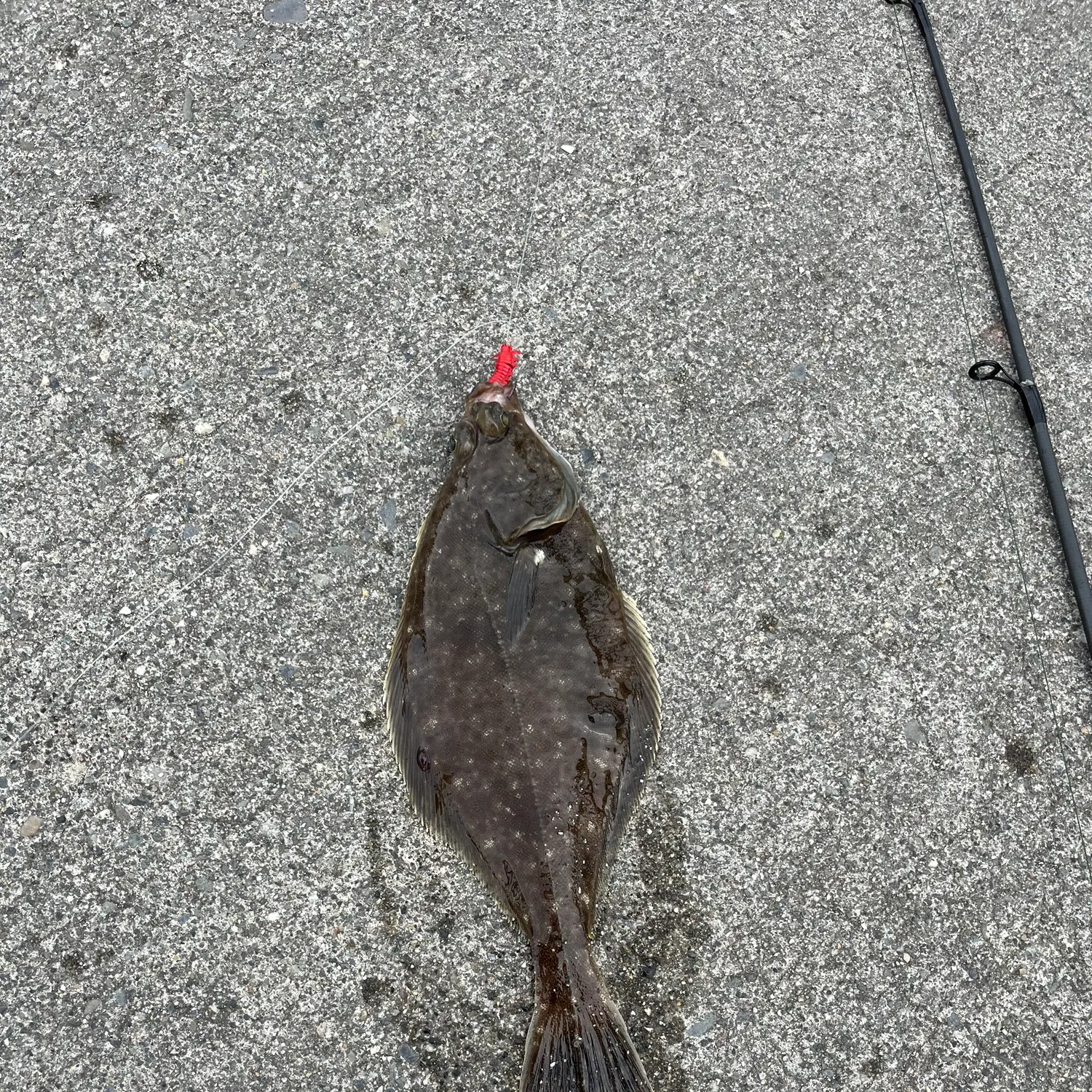 The most recent Pacific sand sole catches on Fishbrain