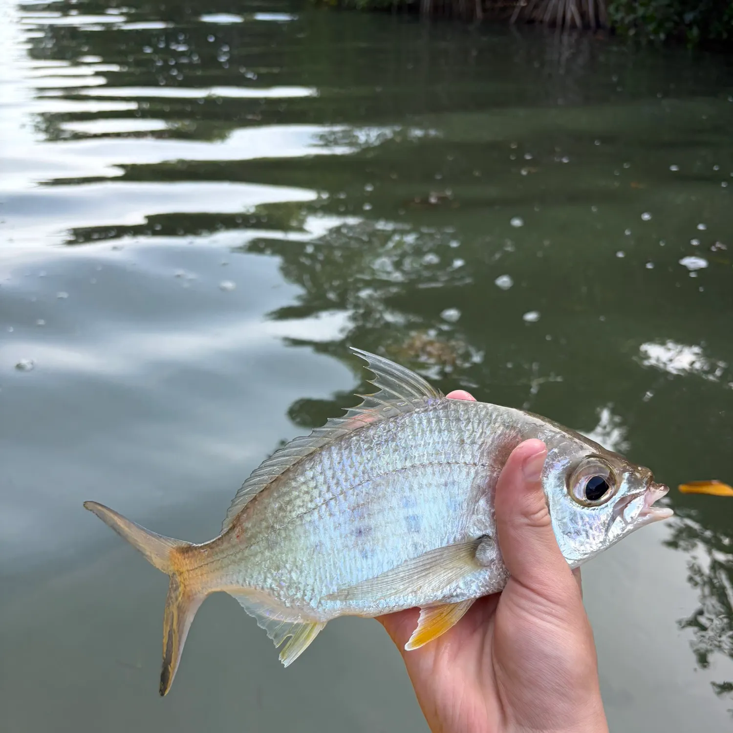 The most recent Yellowfin mojarra catches on Fishbrain