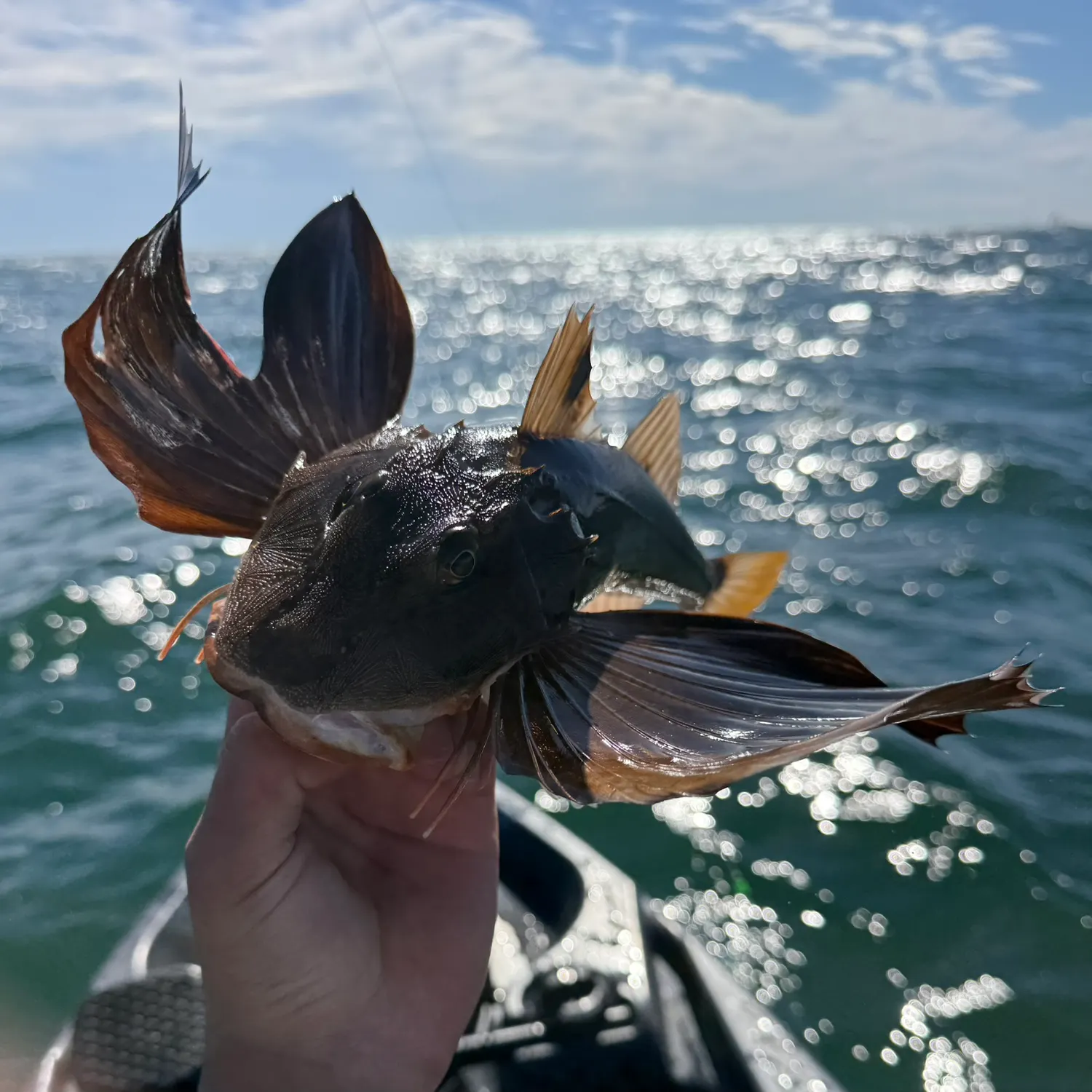 Striped searobin caught on Fishbrain