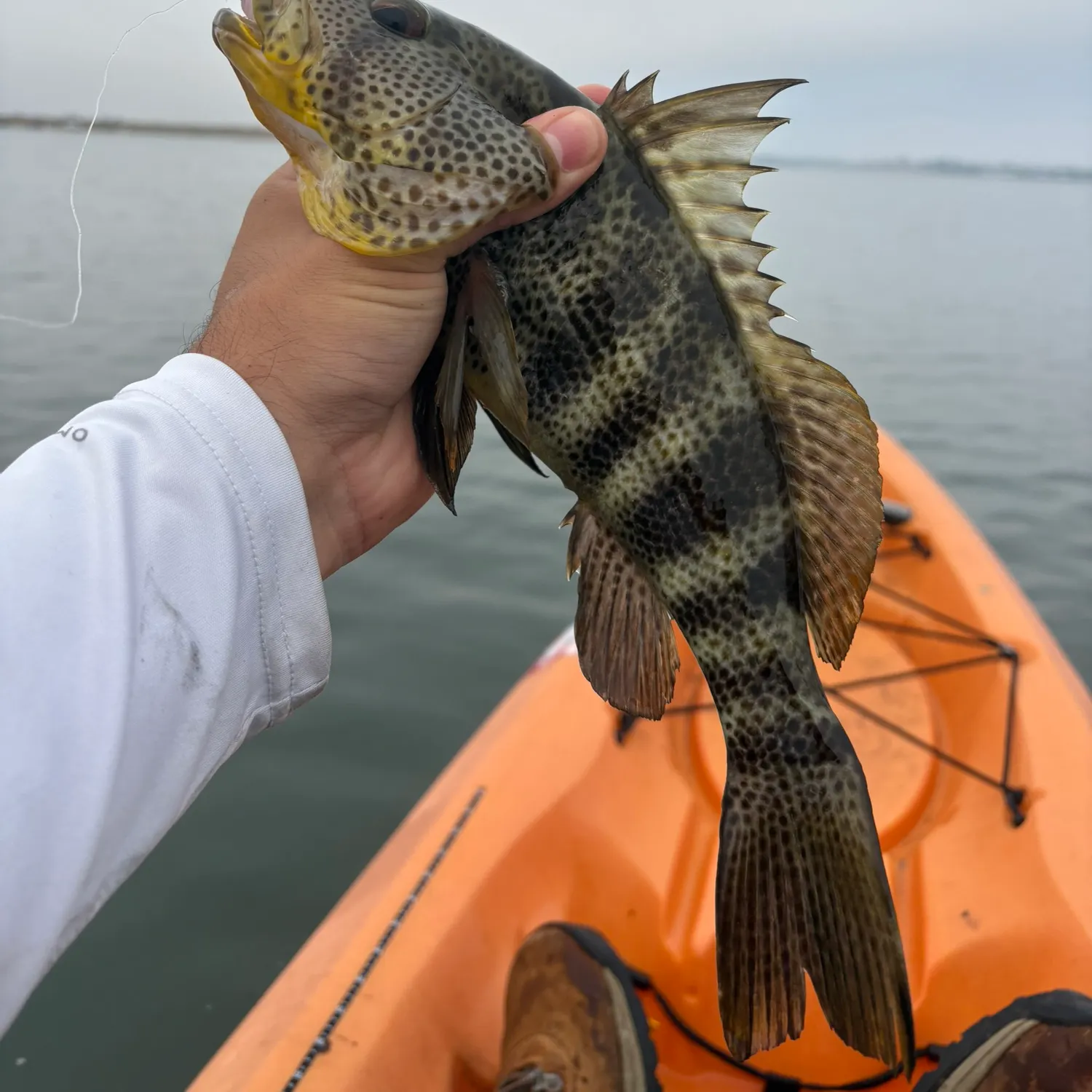 The most recent Spotted sand bass catches on Fishbrain