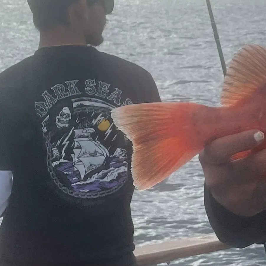 The most recent Cowcod rockfish catches on Fishbrain