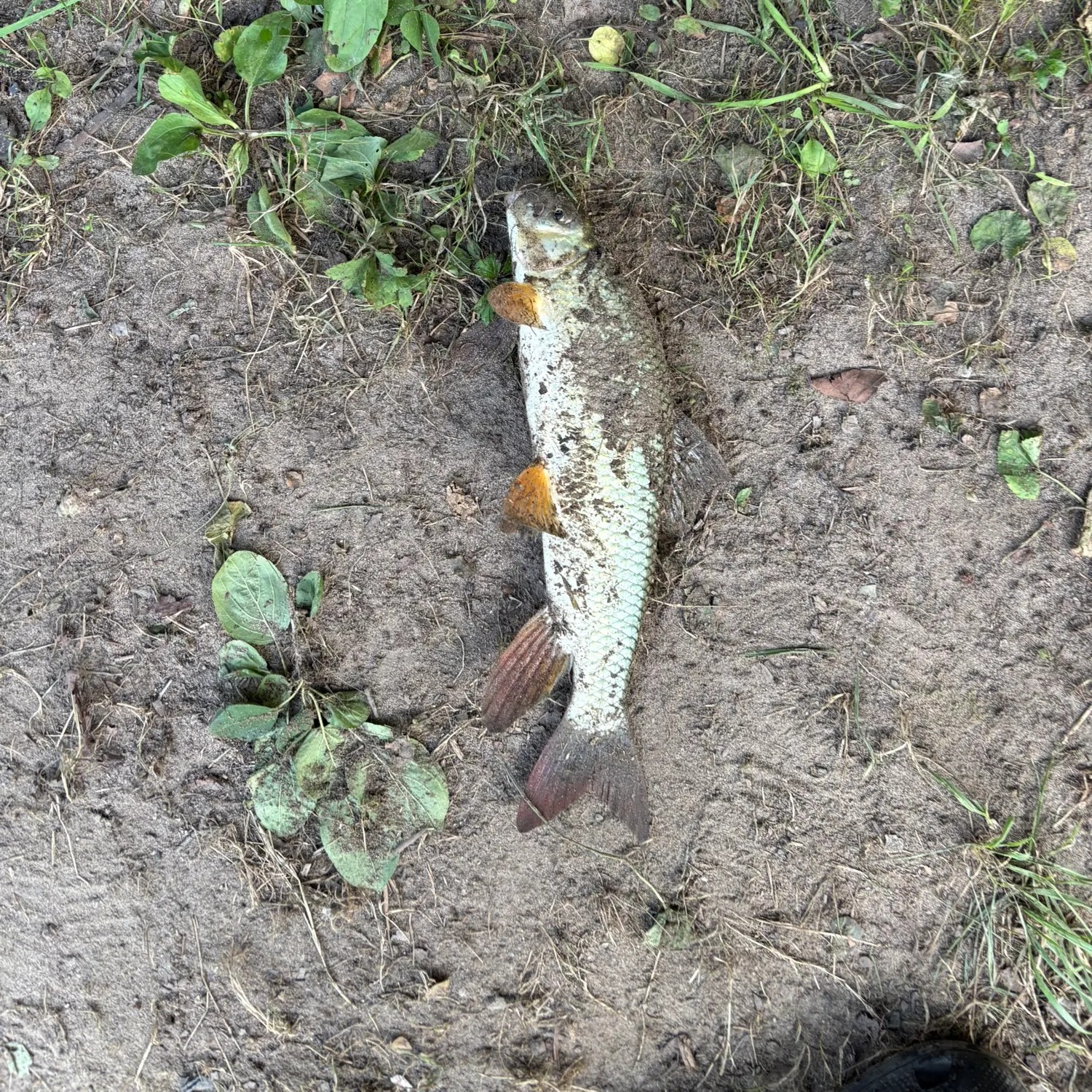 Greater redhorse caught on Fishbrain