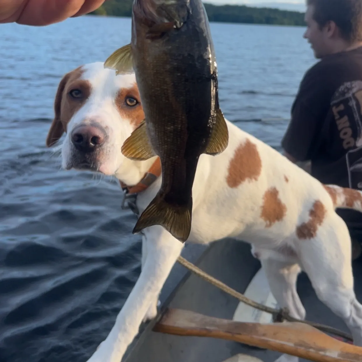Smallmouth bass caught on Fishbrain