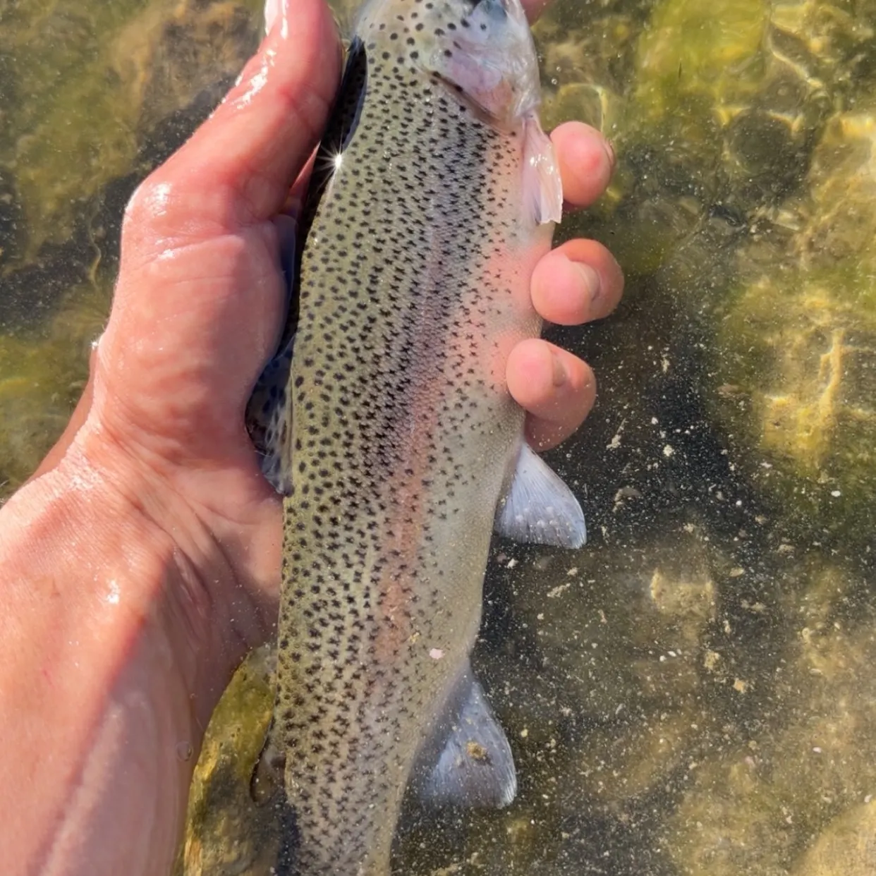 Rainbow trout caught on Fishbrain