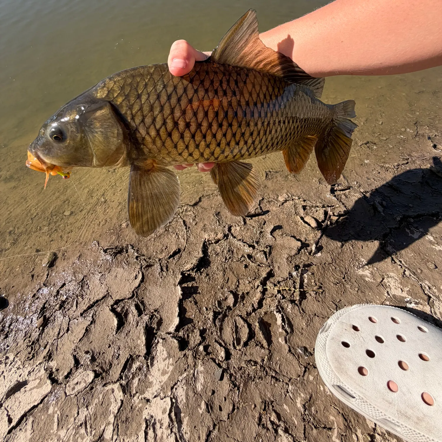 Common carp caught on Fishbrain