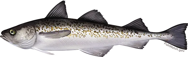 Alaska pollock