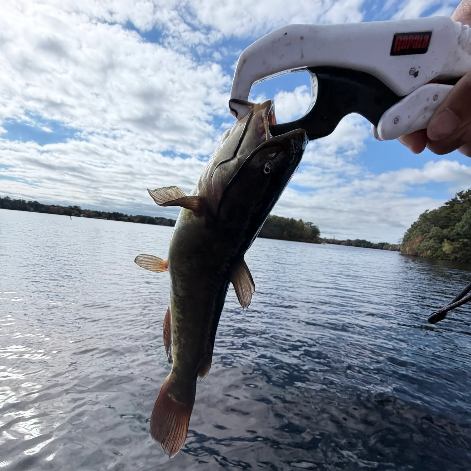 Black bullhead caught on Fishbrain