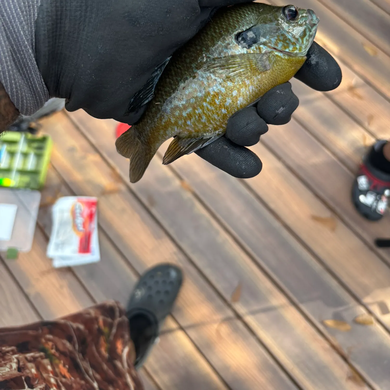 The most recent Greengill hybrid catches on Fishbrain