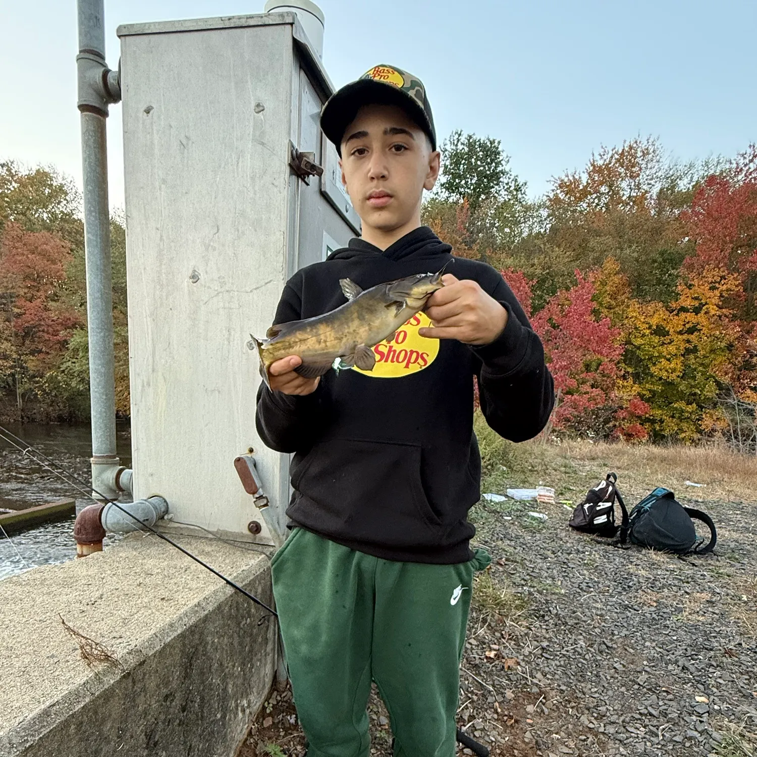 Yellow bullhead caught on Fishbrain