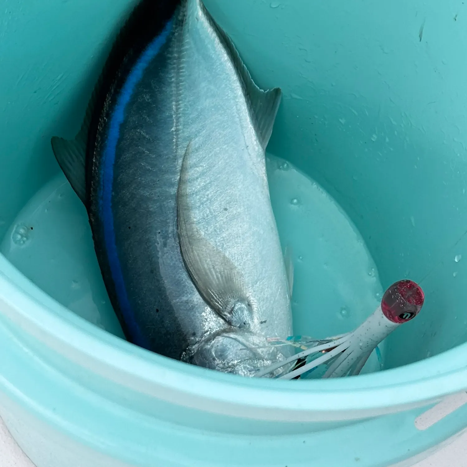 The most recent Bar jack catches on Fishbrain
