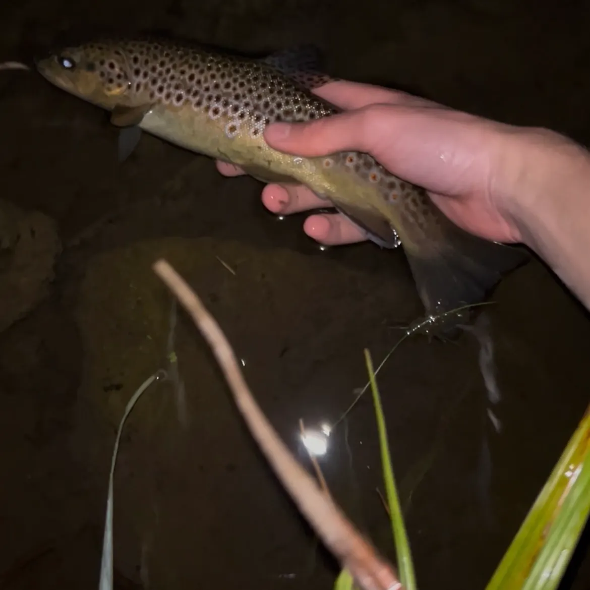 Brown trout caught on Fishbrain