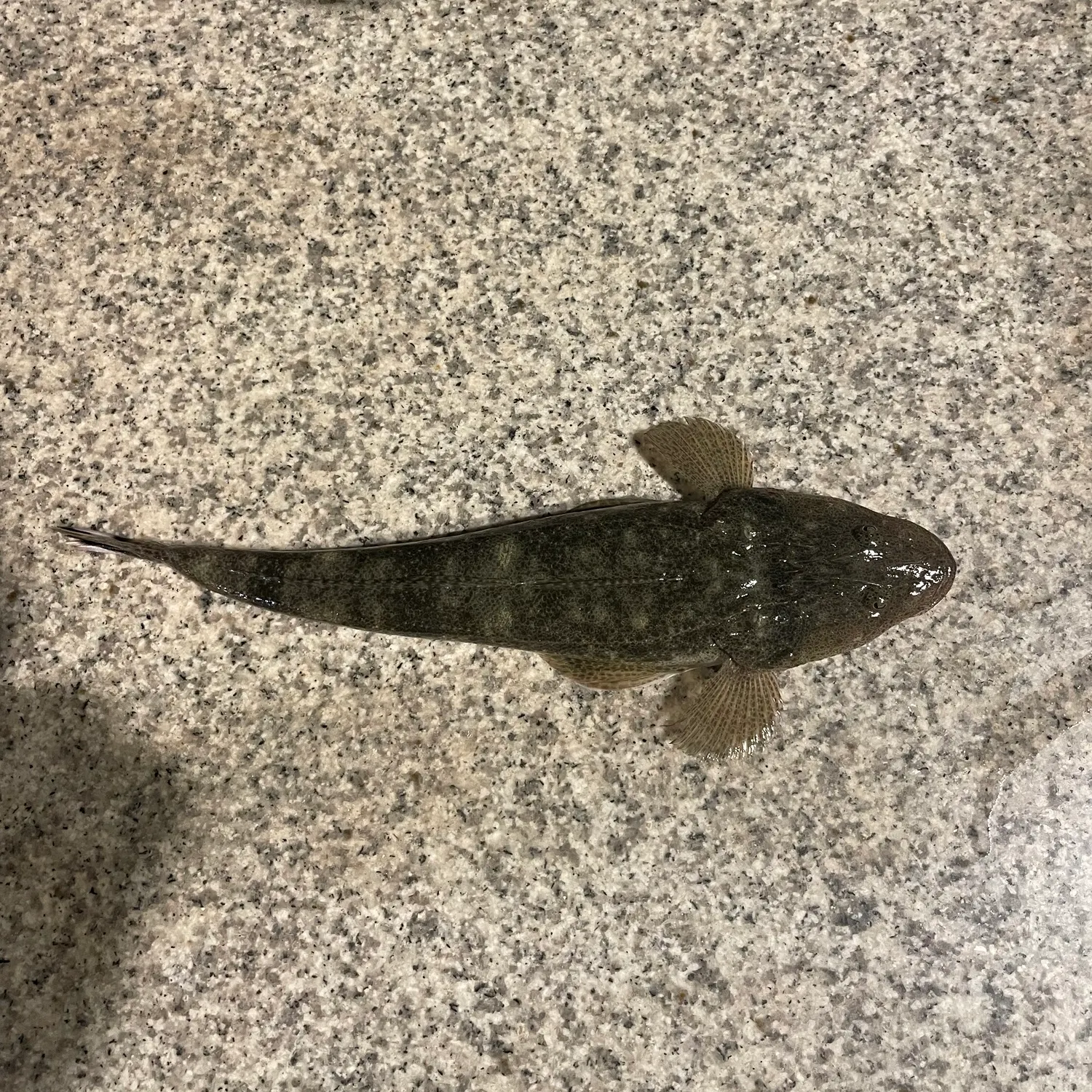 The most recent Bartail flathead catches on Fishbrain
