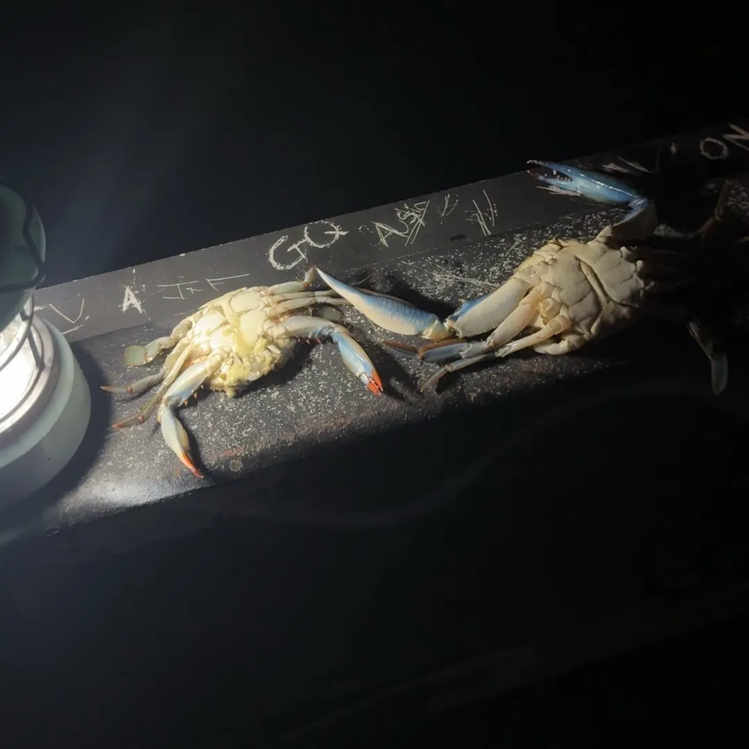 Blue crab caught on Fishbrain