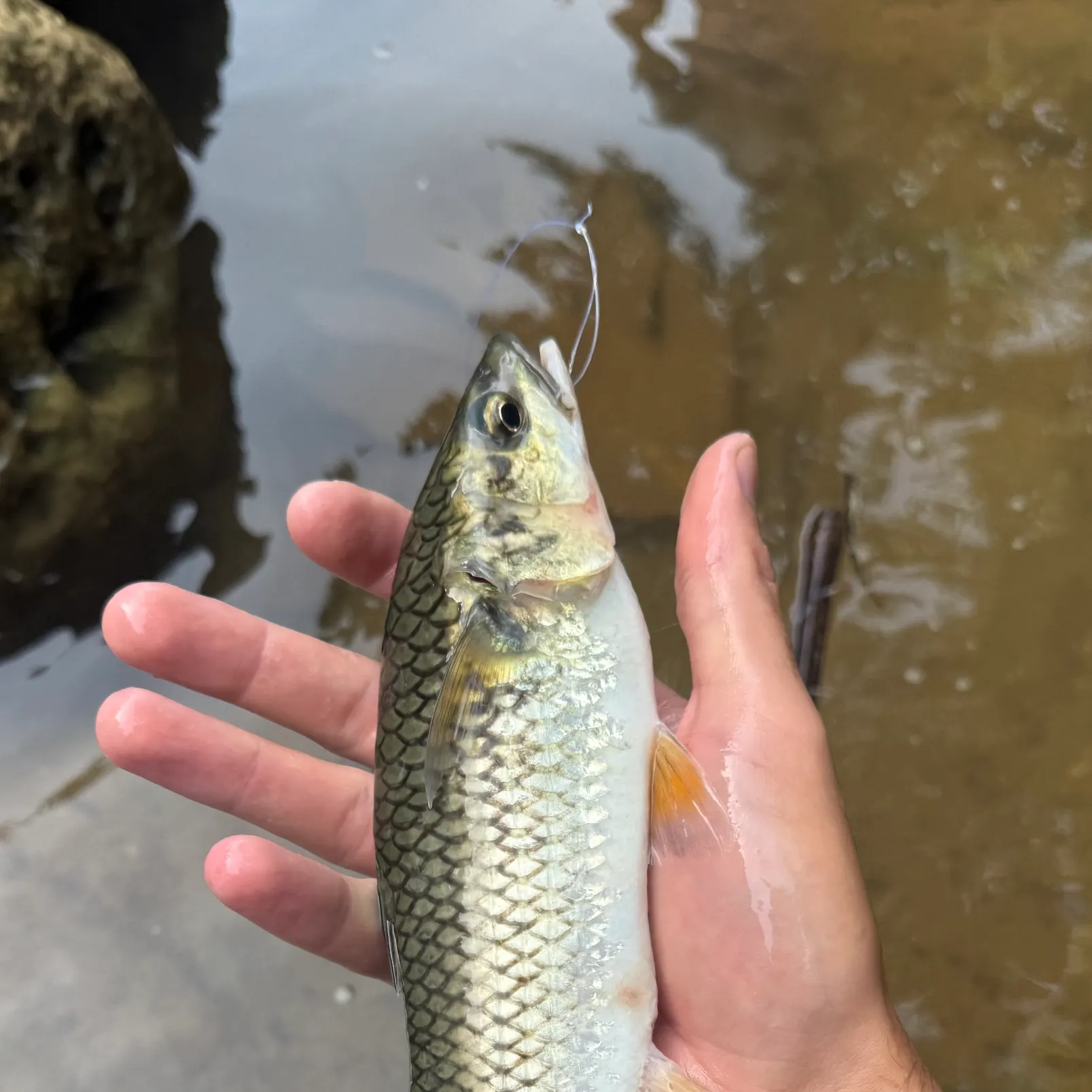 The most recent Mountain mullet catches on Fishbrain