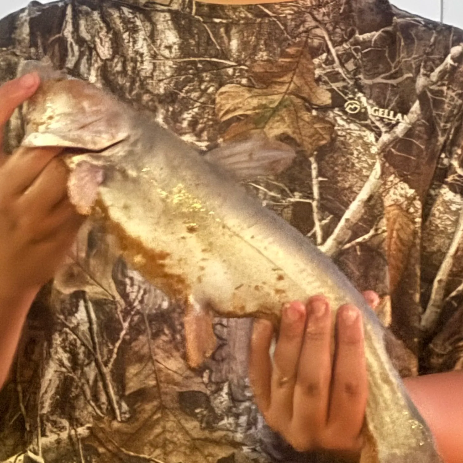 Channel catfish caught on Fishbrain