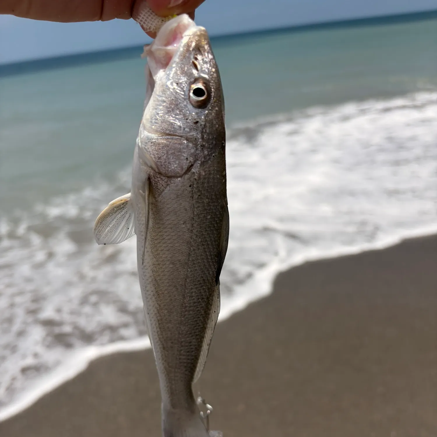 The most recent Pacific whiting catches on Fishbrain