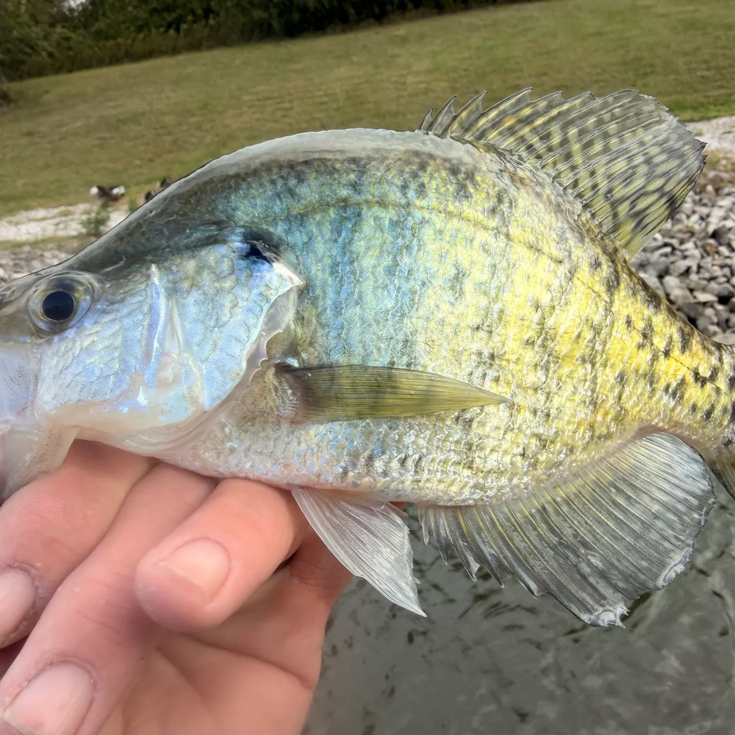White crappie caught on Fishbrain
