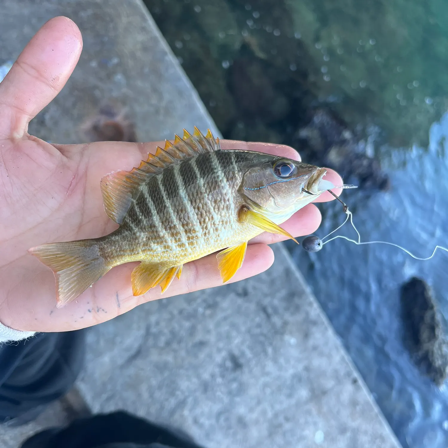 The most recent Schoolmaster snapper catches on Fishbrain