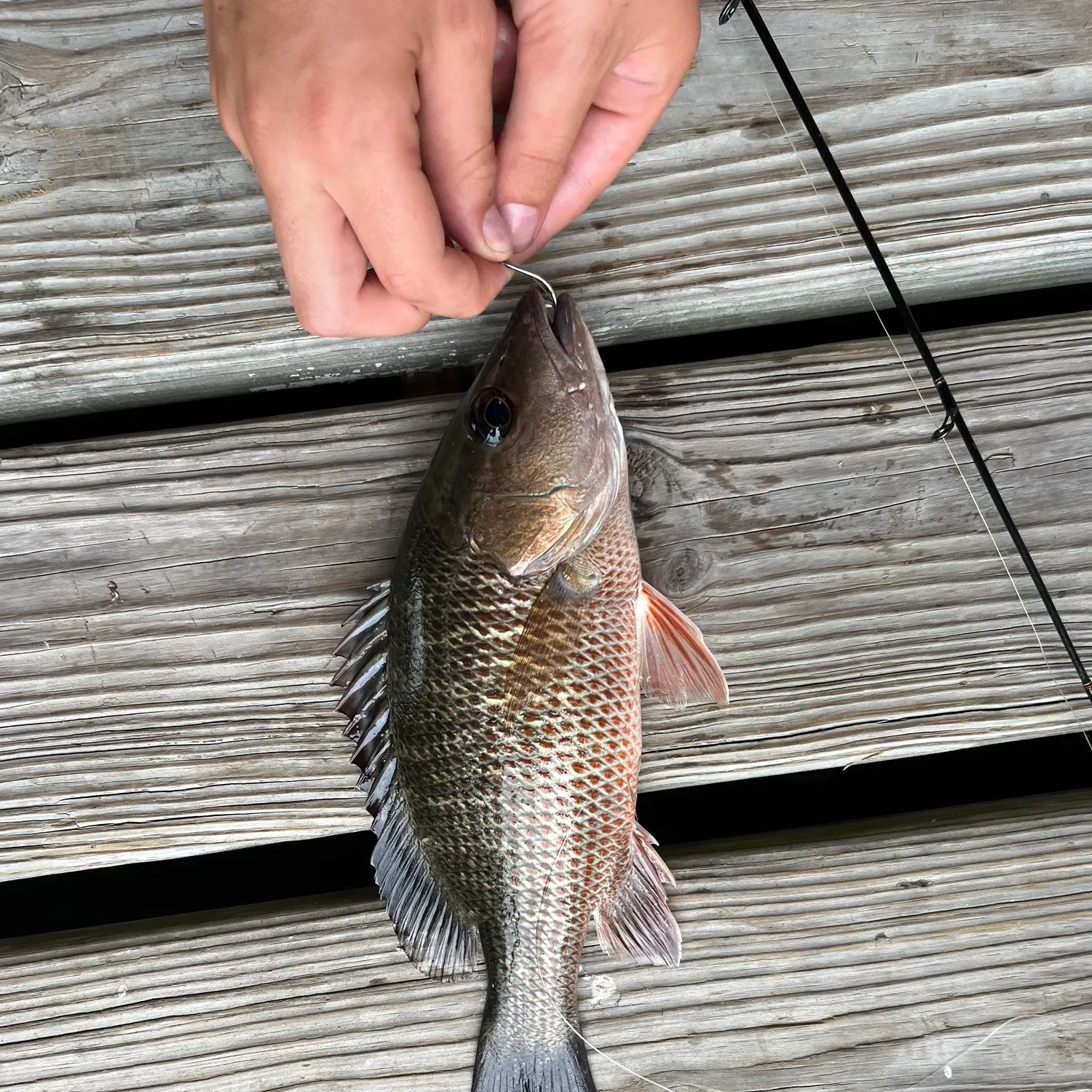 catch